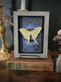 Tarot Luna Moth