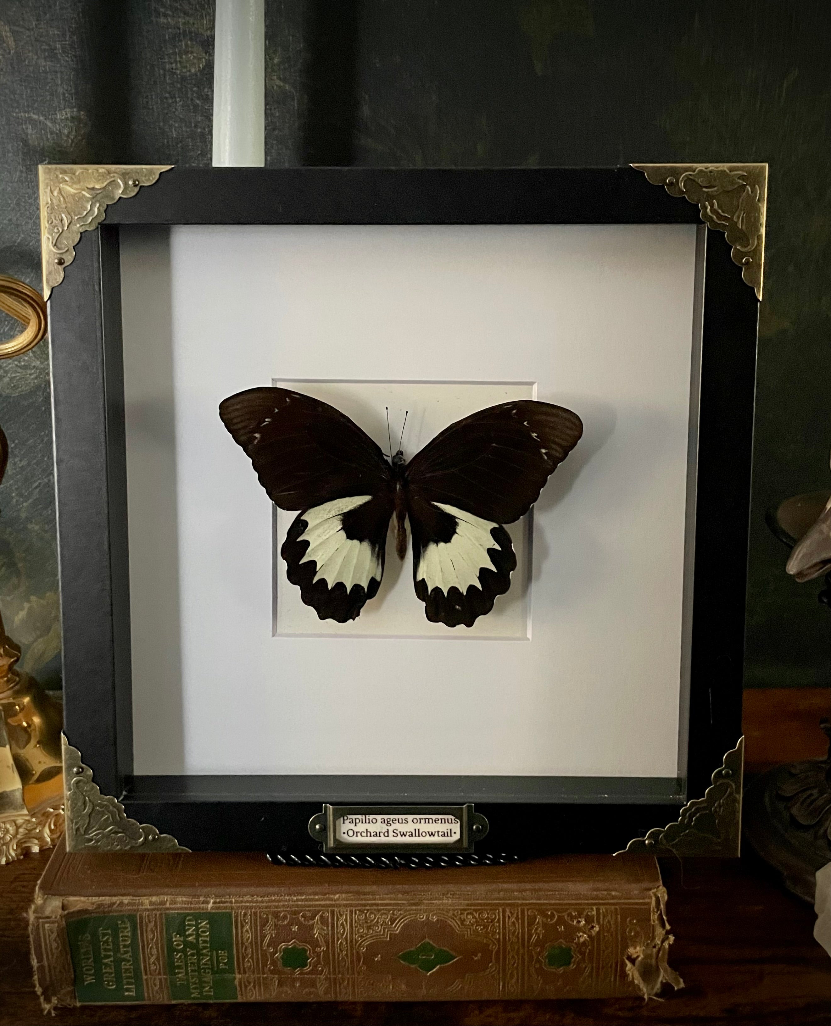Framed Orchard Swallowtail