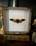 Framed Giant Coconut Cicada