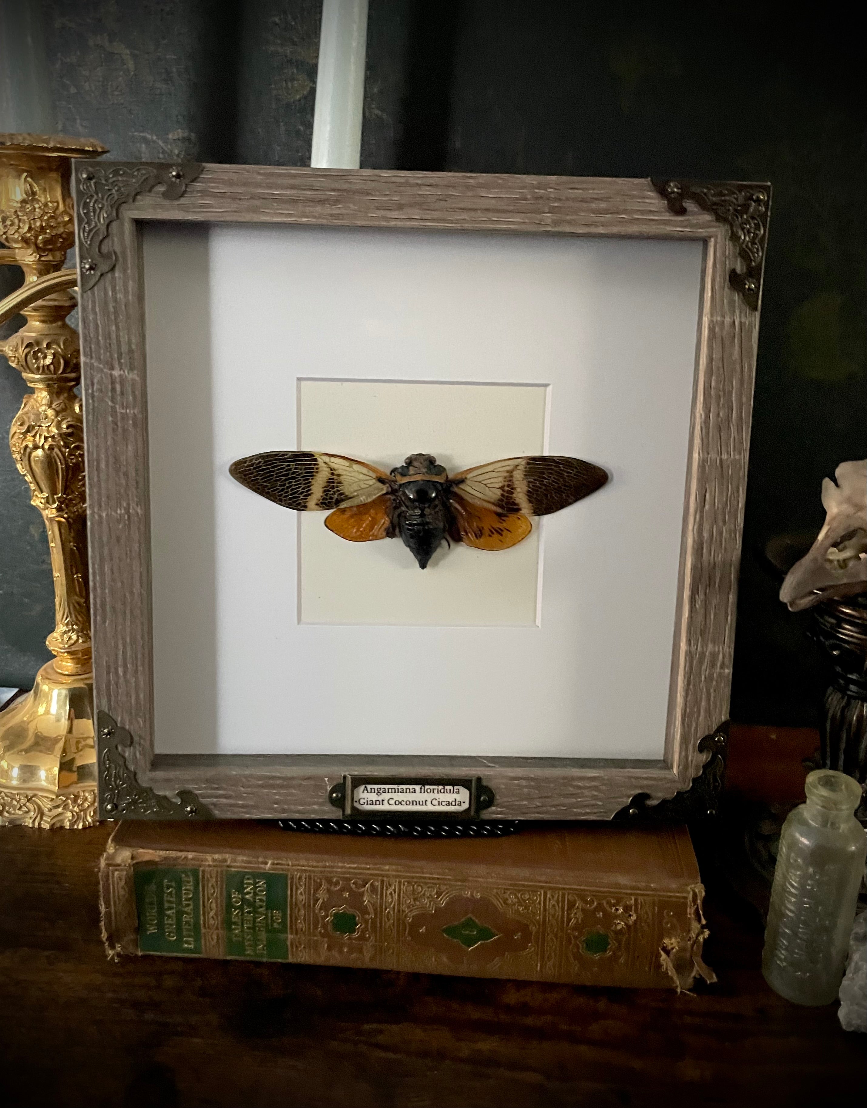Framed Giant Coconut Cicada