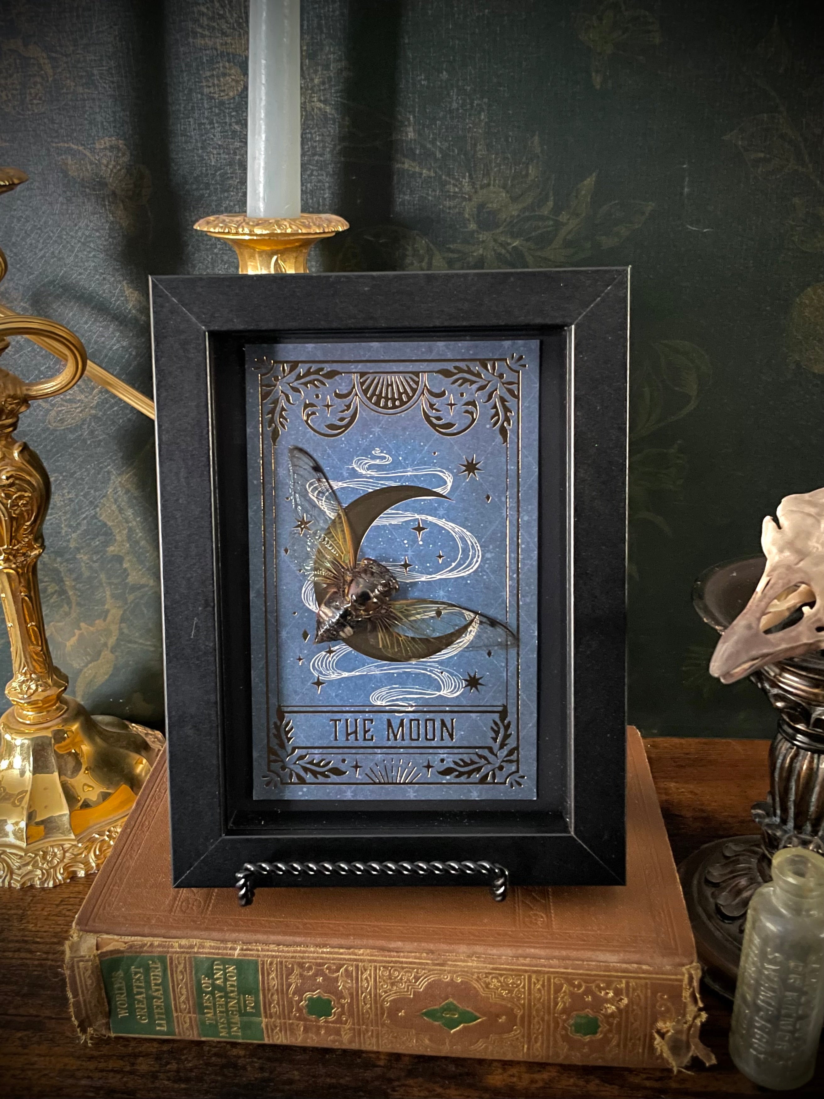 Tarot Cicada