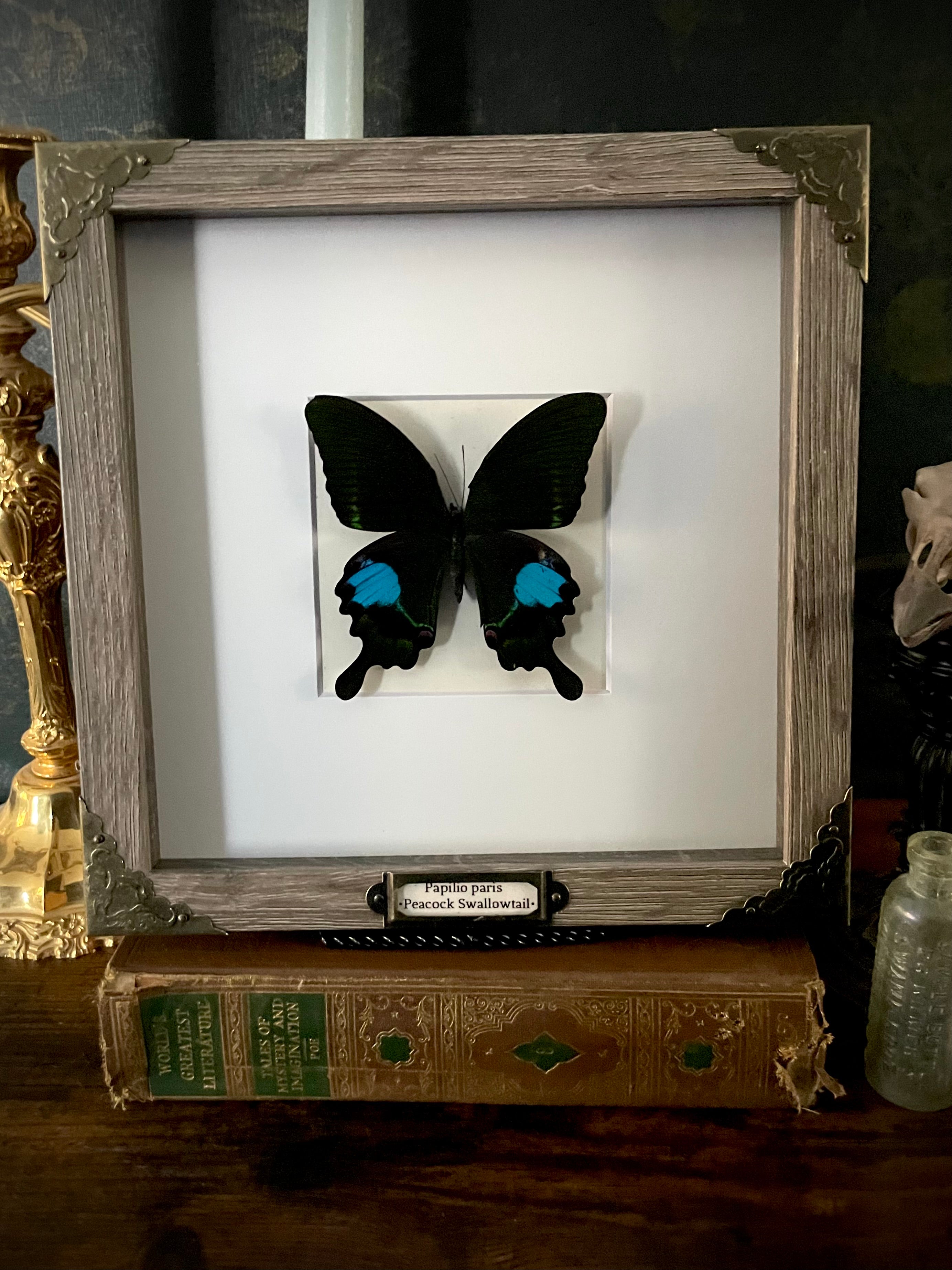 Peacock Swallowtail Butterfly