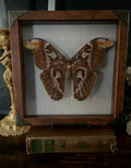 Atlas Moth