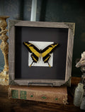Framed Swallowtail Butterfly