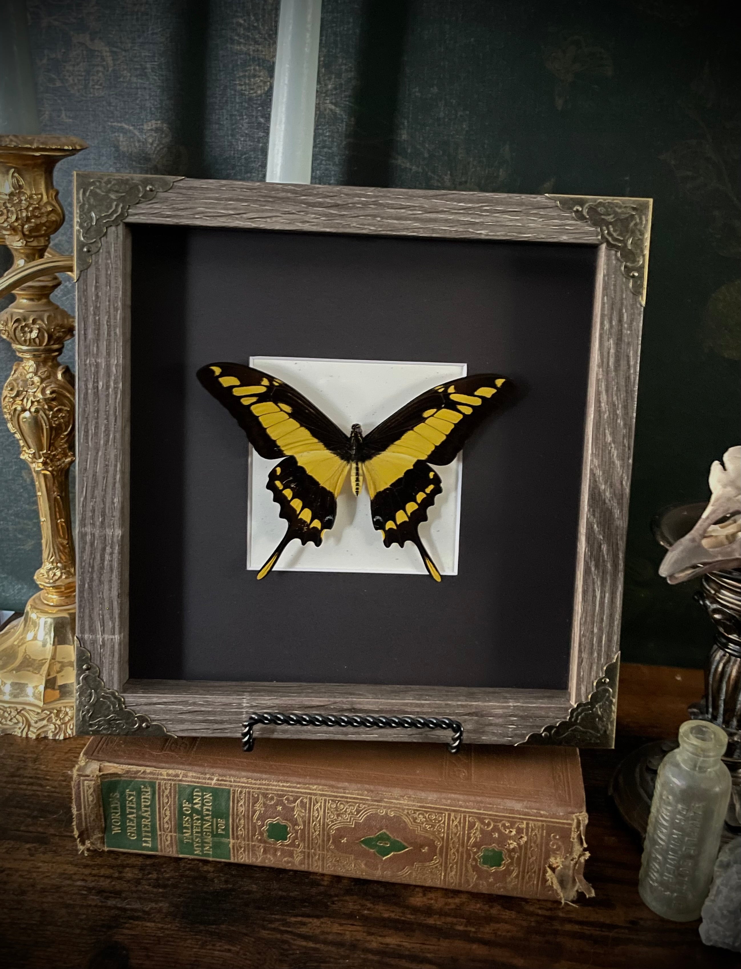 Framed Swallowtail Butterfly