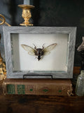 Framed Clear-Wing Cicada