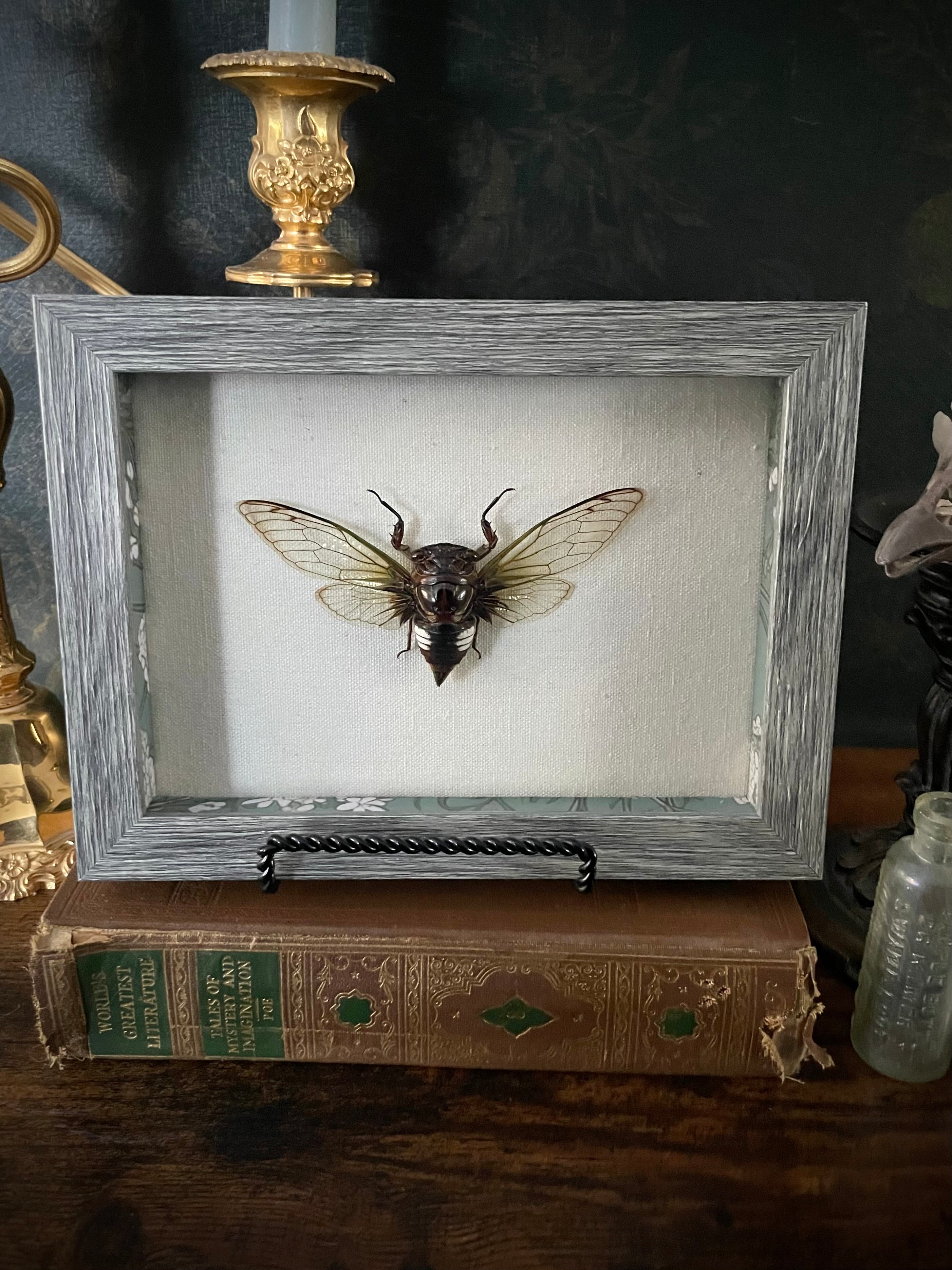 Framed Clear-Wing Cicada