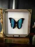 Framed Blue Morpho Butterfly