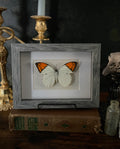 Orange-Tipped Butterfly