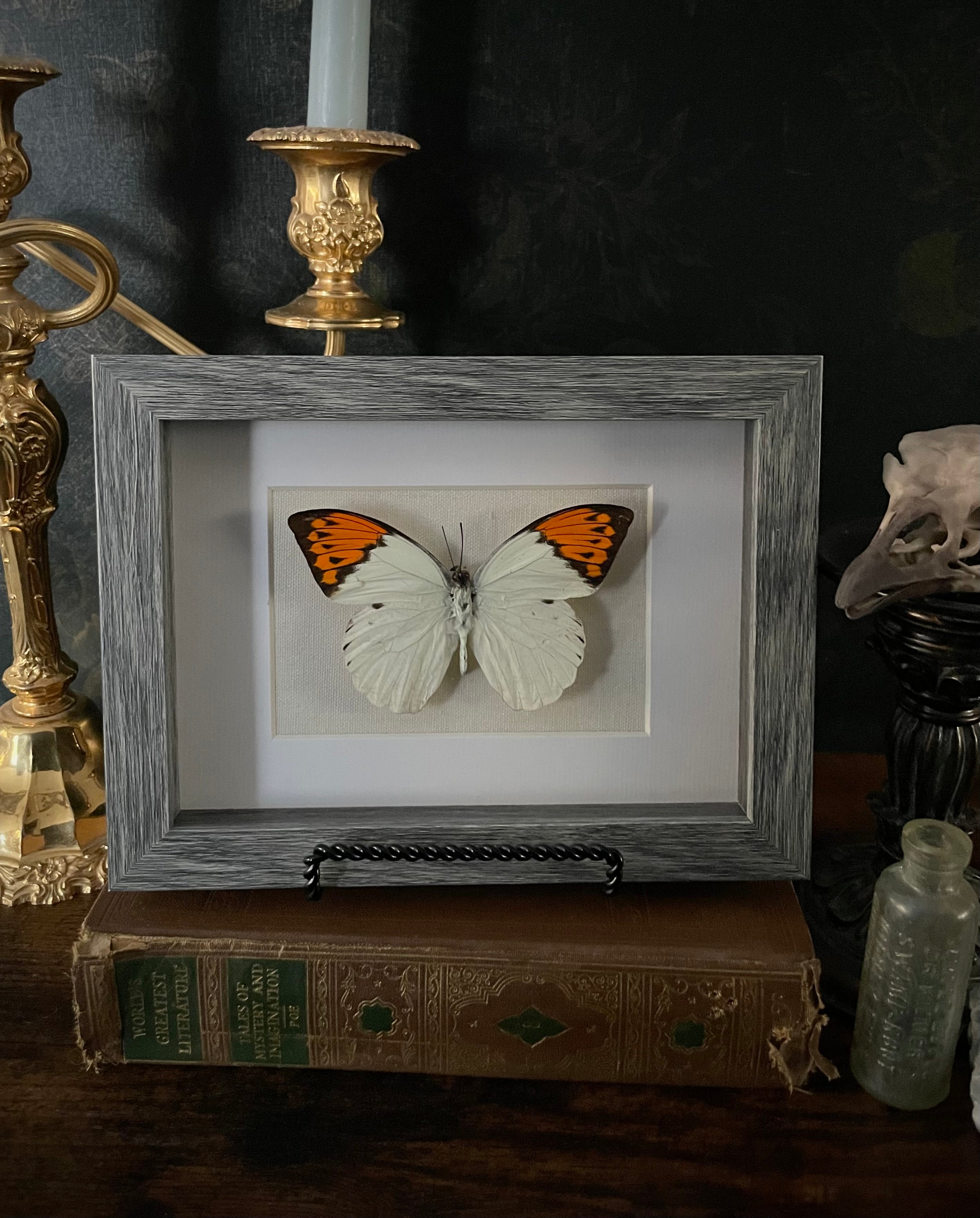 Orange-Tipped Butterfly