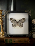 Framed Paper Kite Butterfly