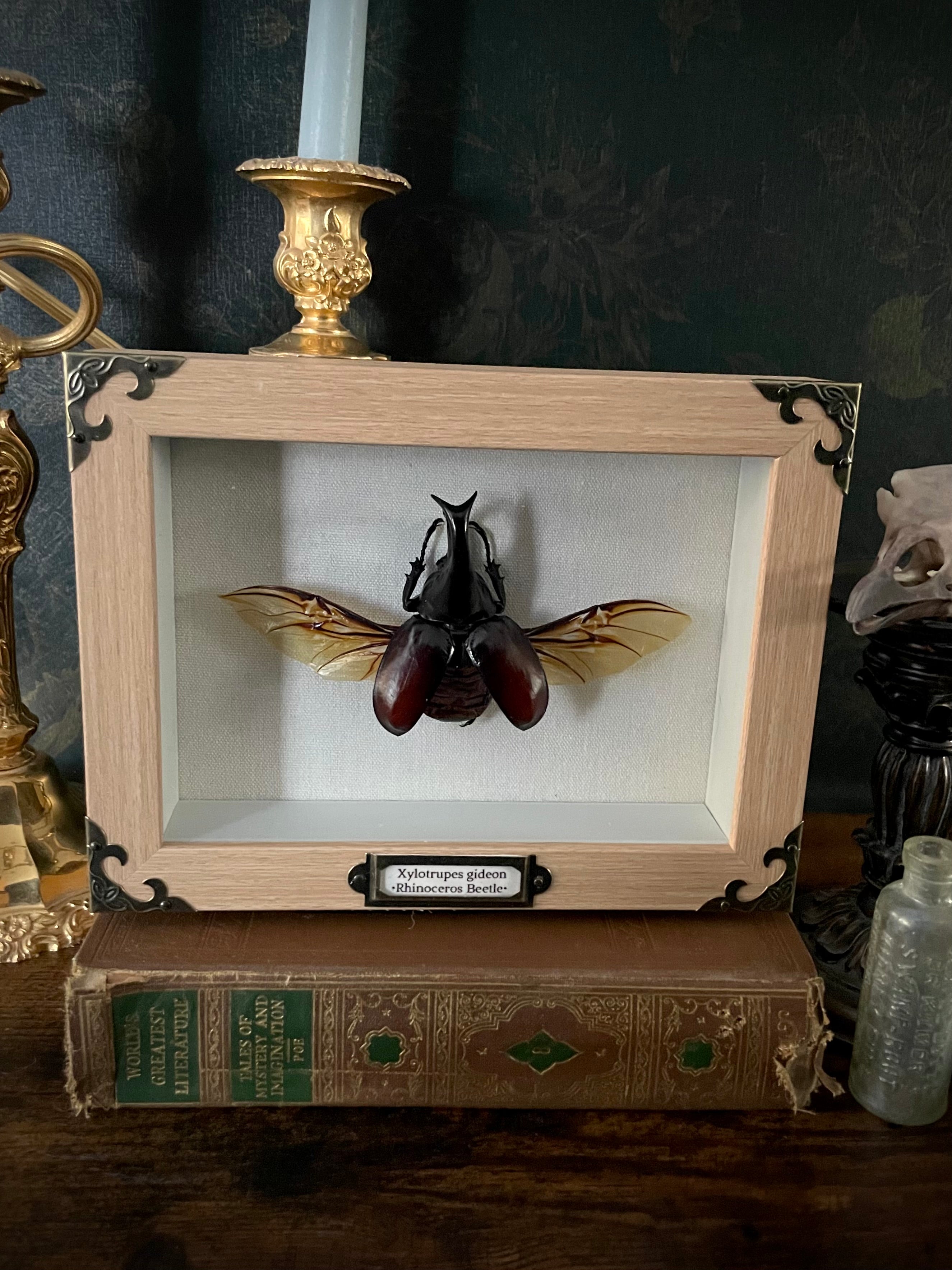 Framed Rhino Beetle