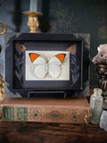 Orange-Tipped Butterfly