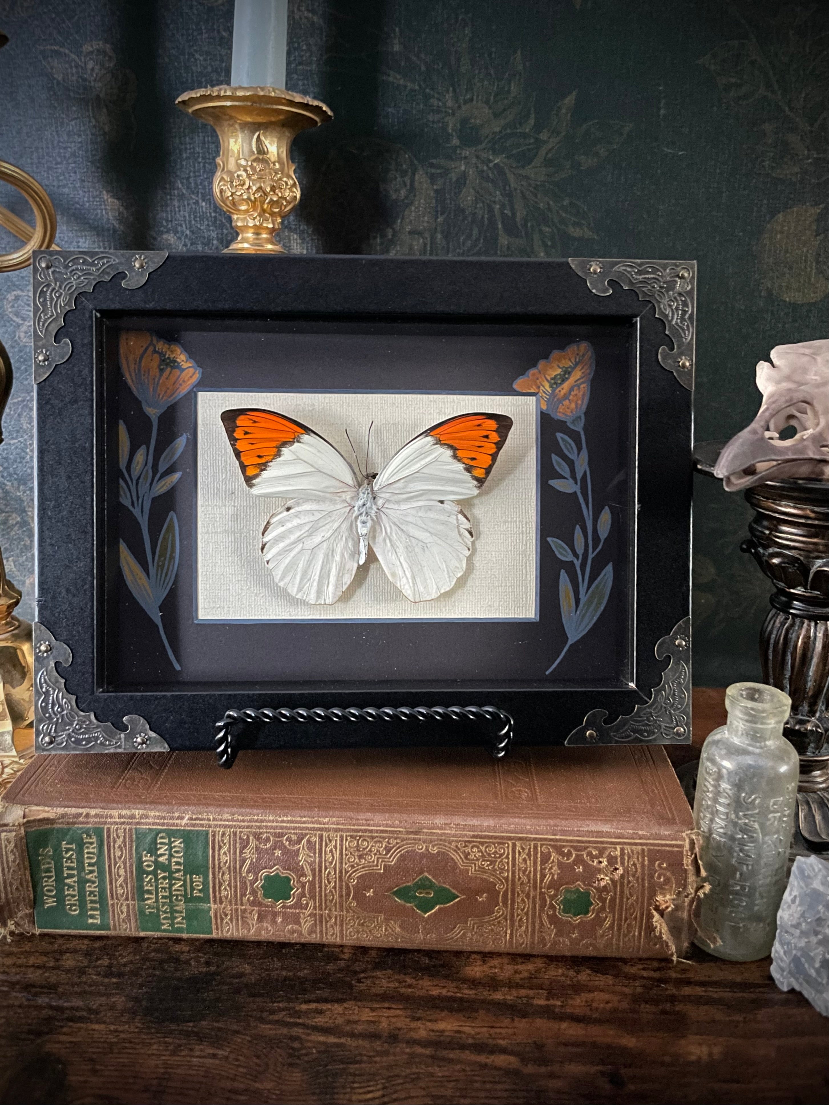 Orange-Tipped Butterfly