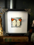 Orange-Tip Butterfly