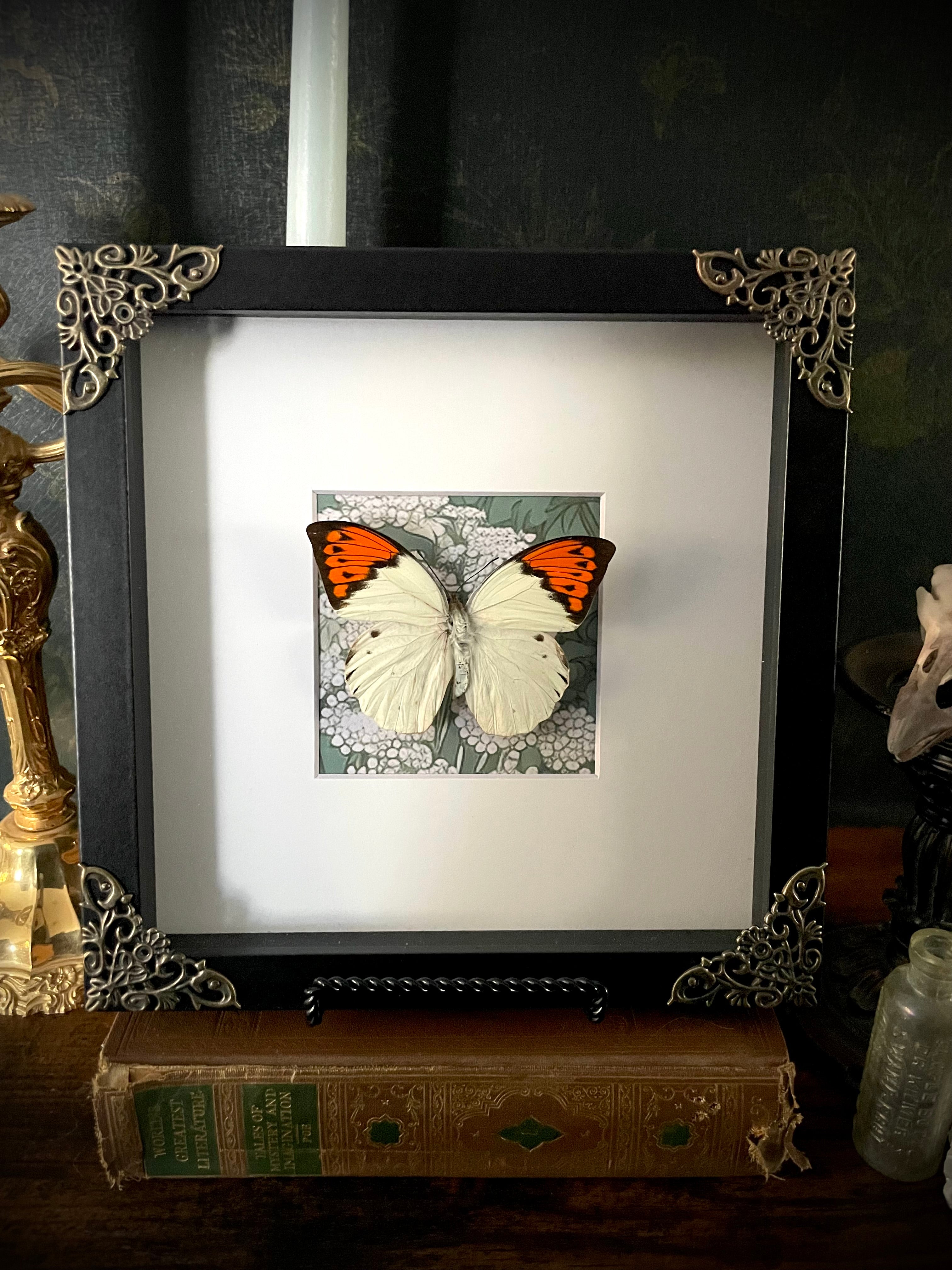Orange-Tip Butterfly